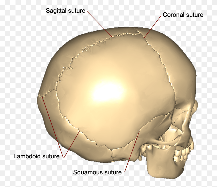 735x664 The Cranial Sutures Squamous Sutures Of The Skull, Helmet, Clothing, Apparel HD PNG Download