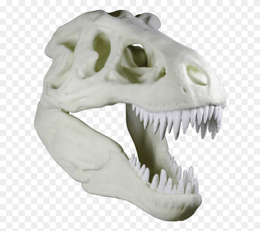 624x688 The Cranium Weighs Around 90kg And Took Approximately Skull, Animal, Teeth, Mouth HD PNG Download