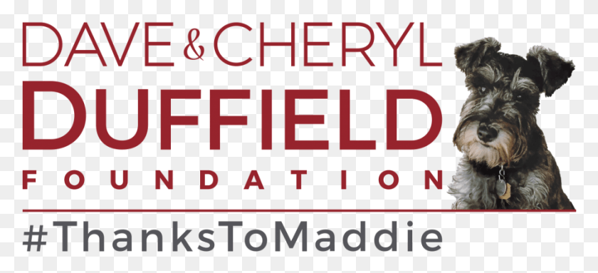 895x371 The Dave Amp Cheryl Duffield Foundation Is A Private Miniature Schnauzer, Text, Alphabet, Dog HD PNG Download