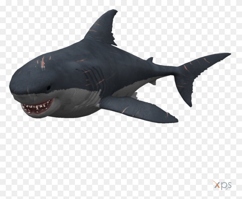 867x700 The Depth Hammerhead By Gmod Megalodon, Shark, Sea Life, Fish HD PNG Download