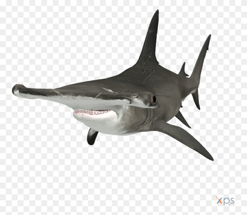 764x670 Акула-Молот Акула-Молот, Морская Жизнь, Рыба, Животное Png Скачать