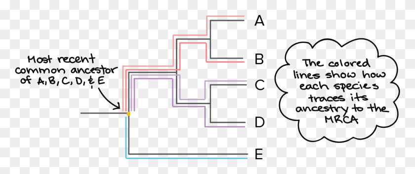 1340x506 На Диаграмме Ниже Показано, Как Каждый Вид В Дереве Филогенетический Корень Дерева, Pac Man, Symbol Hd Png Скачать