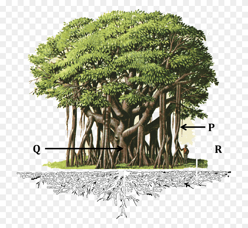 727x714 The Diagram Shows A Banyan Tree Prop Root In Banyan Tree, Potted Plant, Plant, Vase HD PNG Download