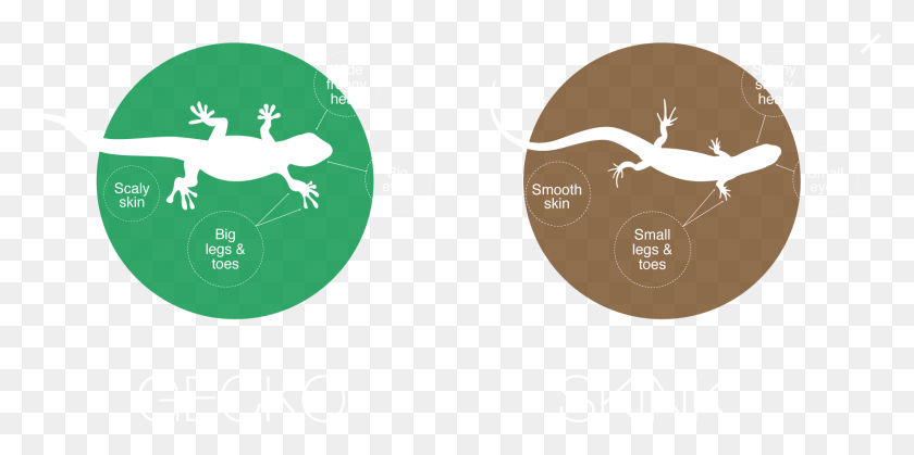 1774x817 The Difference Between Geckos And Skinks Circle, Gecko, Lizard, Reptile HD PNG Download