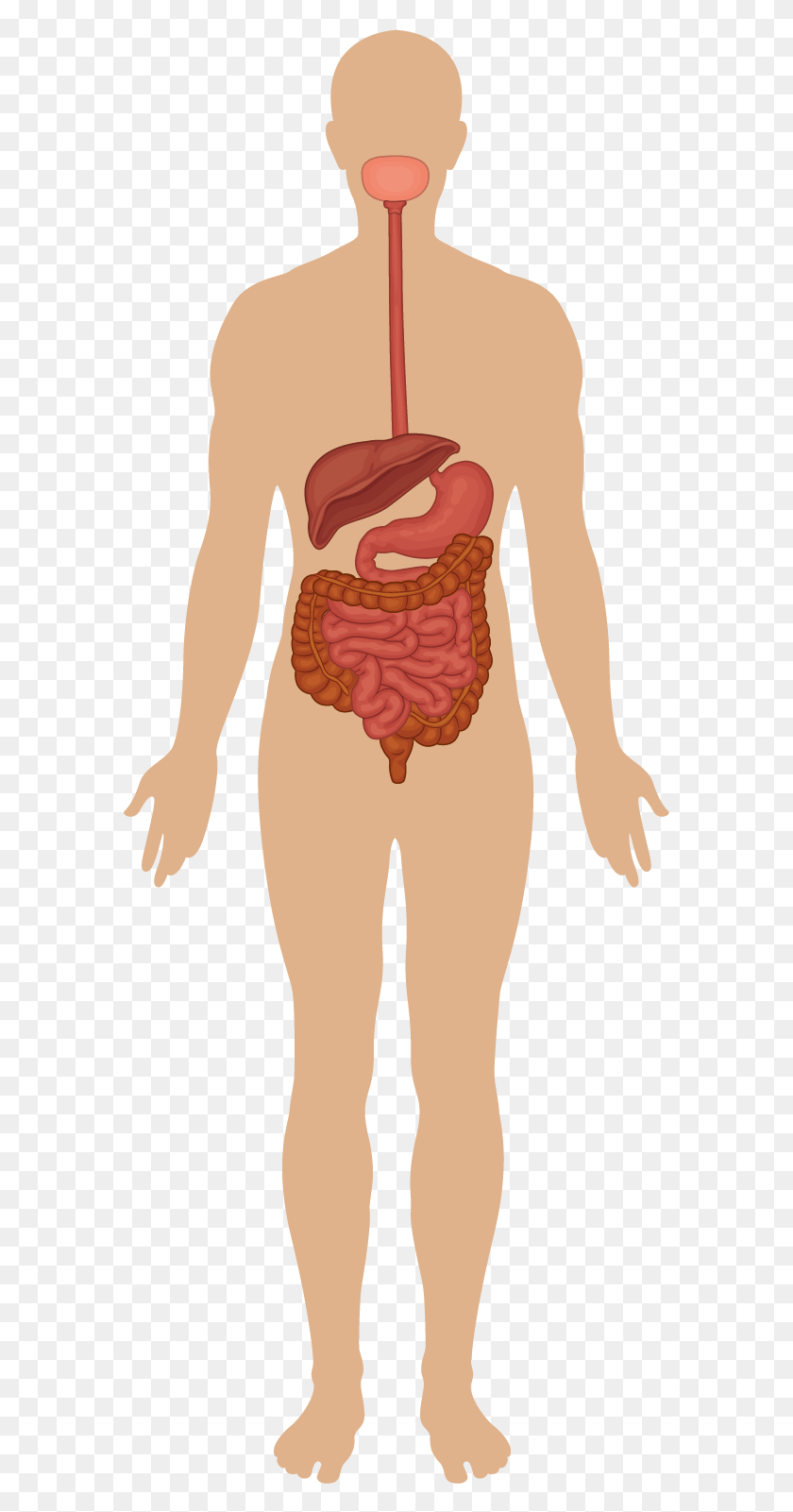 579x1541 The Digestive System Life Cycle Of Polio Virus, Person, Human, Clothing HD PNG Download