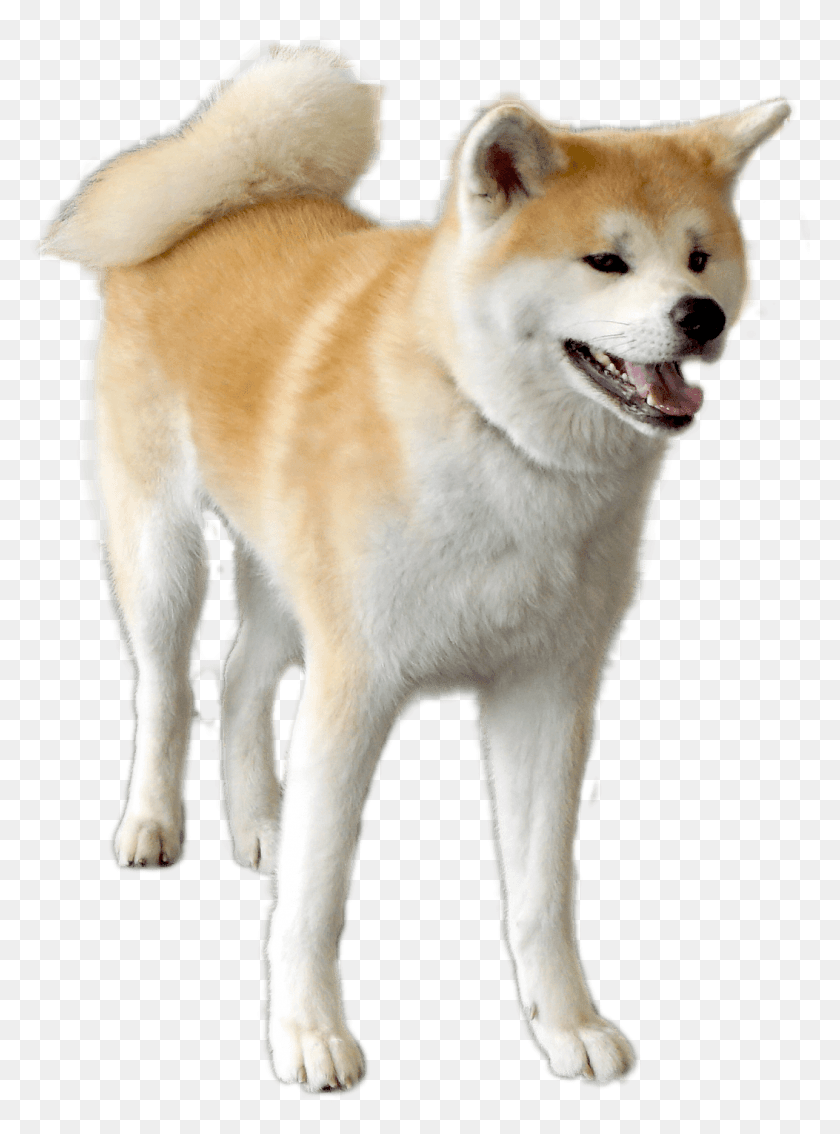 1053x1450 El Perro De Contacto Corps Ako Que Me Cansé De Hokkaido, Mascota, Canino, Animal Hd Png
