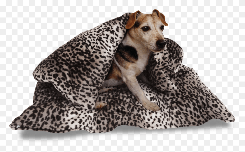 2209x1309 Собака Лижет Пуховое Одеяло, Пантера, Дикая Природа, Млекопитающее Png Скачать