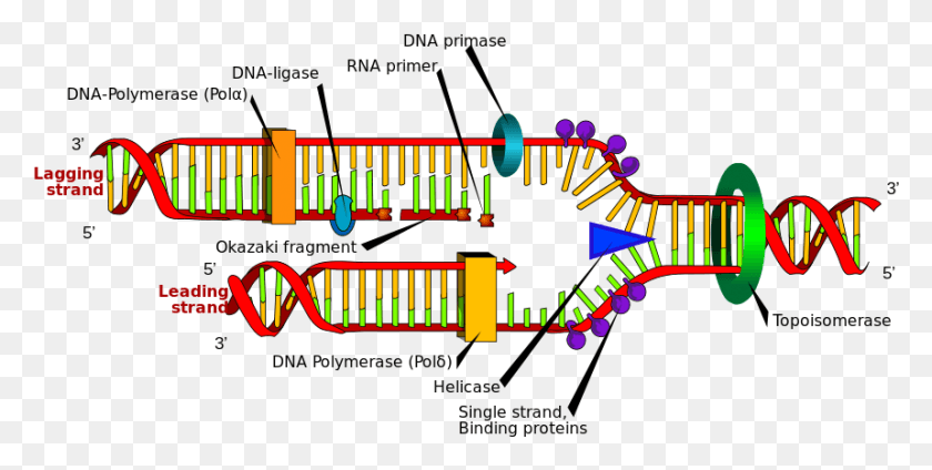 859x401 The Double Helix Is Unwound By A Helicase And Topoisomerase Dna Replication Structure, Text, Alphabet, Label HD PNG Download