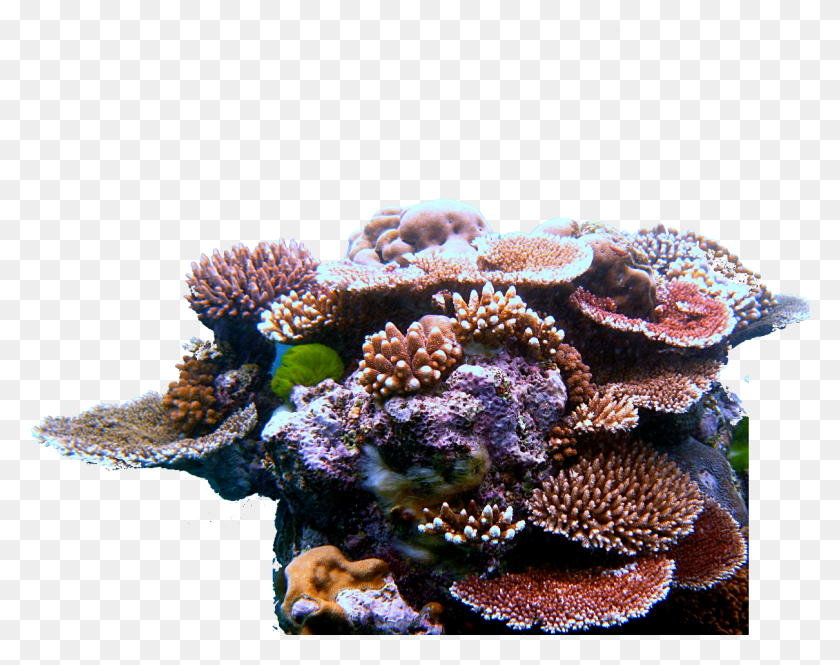 1210x939 The Downfall In Economy Coral In The Coral Triangle, Sea, Outdoors, Water HD PNG Download