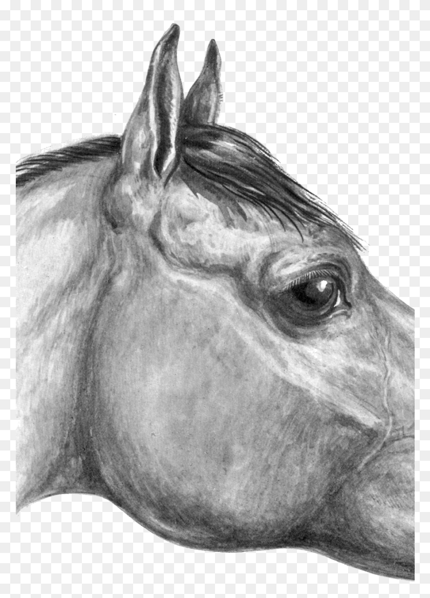 884x1256 Конный Глаз Жеребец, Андалузская Лошадь, Лошадь, Млекопитающее Hd Png Скачать