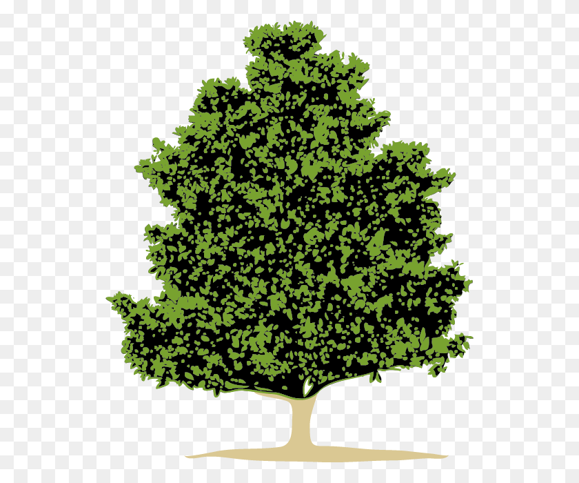 534x640 Вечнозеленая Магнолия - Логотип Нашей Компании Вечнозеленый Лысый Кипарис, Растение, Дерево, Сосна Hd Png Скачать