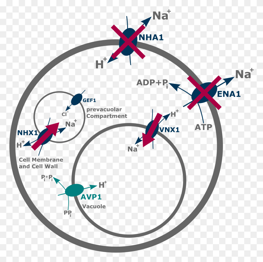 1709x1704 The Expression In Yeast Elevates The Translocation Circle, Plot, Diagram, Bird HD PNG Download