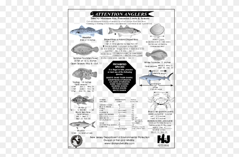 390x491 The Federal Striped Bass Management Program As Such Flounder Fish, Poster, Advertisement, Flyer HD PNG Download
