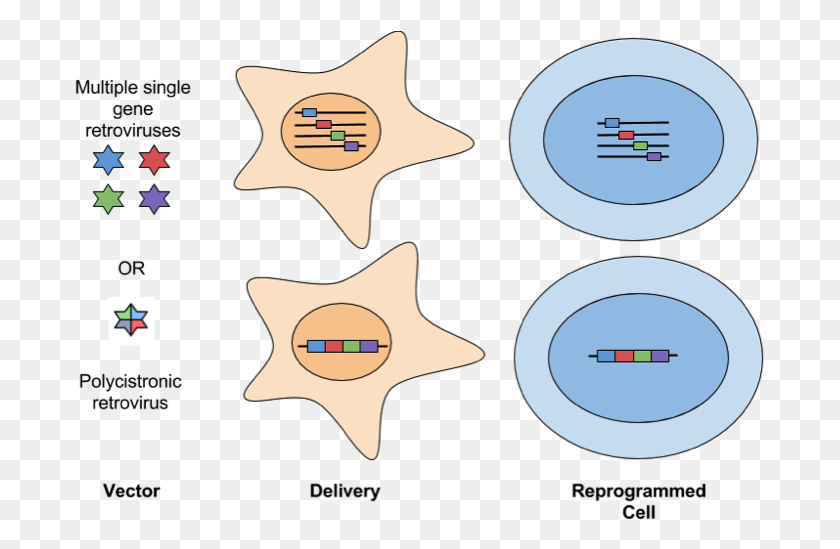 691x489 The Field Of Induced Pluripotent Stem Cells Has Been, Symbol, Star Symbol, Logo HD PNG Download