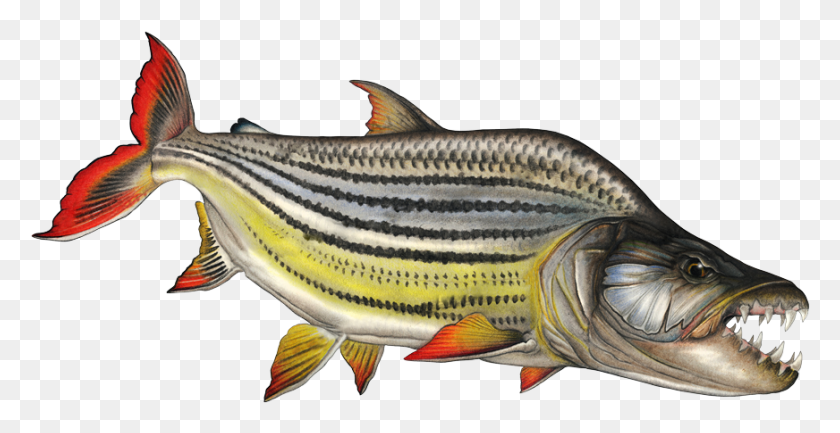 872x418 Рыба Тигр Рыба В Воде, Животные, Водные, Морская Жизнь Hd Png Скачать