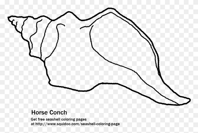905x586 The Florida Horse Conch Printable Coloring, Gray, World Of Warcraft HD PNG Download