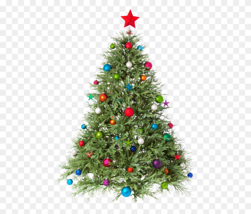 473x656 The Freshest Christmas Trees Christmas Tree, Tree, Ornament, Plant Descargar Hd Png