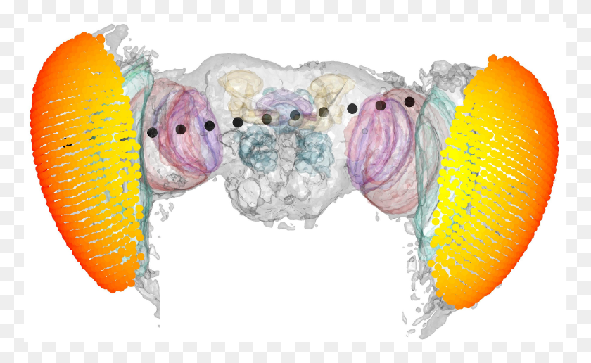 773x456 The Fruit Fly May Know It39s Bugging You Bird, Diaper, Rattle HD PNG Download