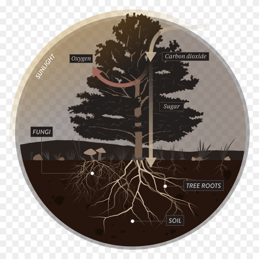 2466x2468 The Fungus Among Us Tree Root Mycorrhiza, Plant HD PNG Download