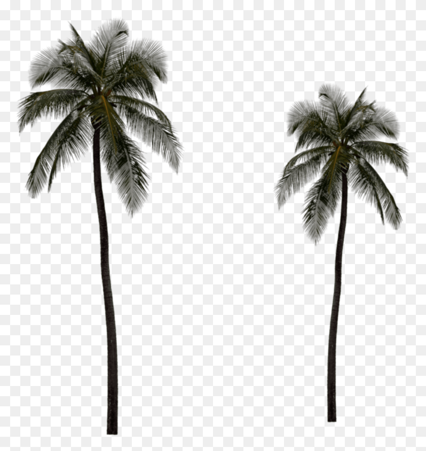 1650x1752 The Gallery For Gt Real Palm Tree Palm Tree, Tree, Plant, Arecaceae HD PNG Download