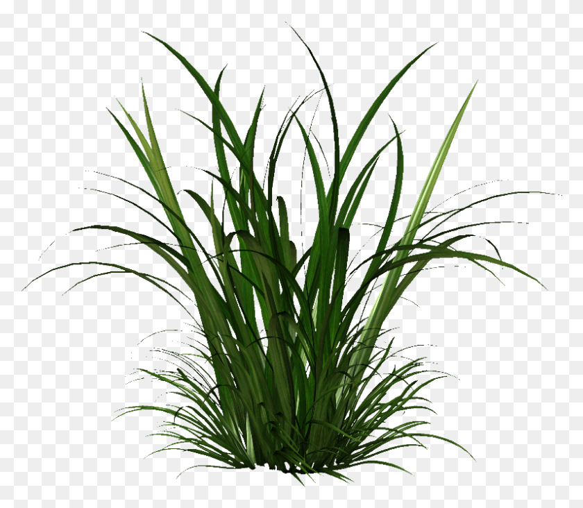 795x685 The Gallery Tall Cymbopogon Citratus, Plant, Grass, Vegetation HD PNG Download