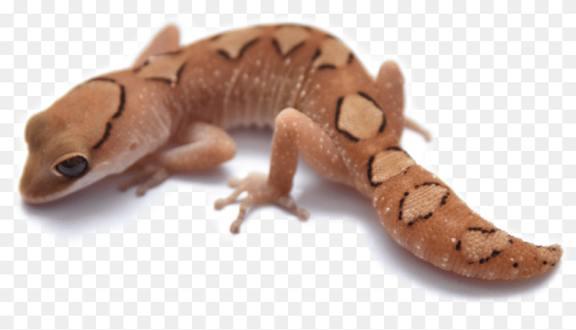 1168x669 The Gecko Lounge Animal Figure, Lizard, Reptile, Amphibian, Salamander Clipart PNG