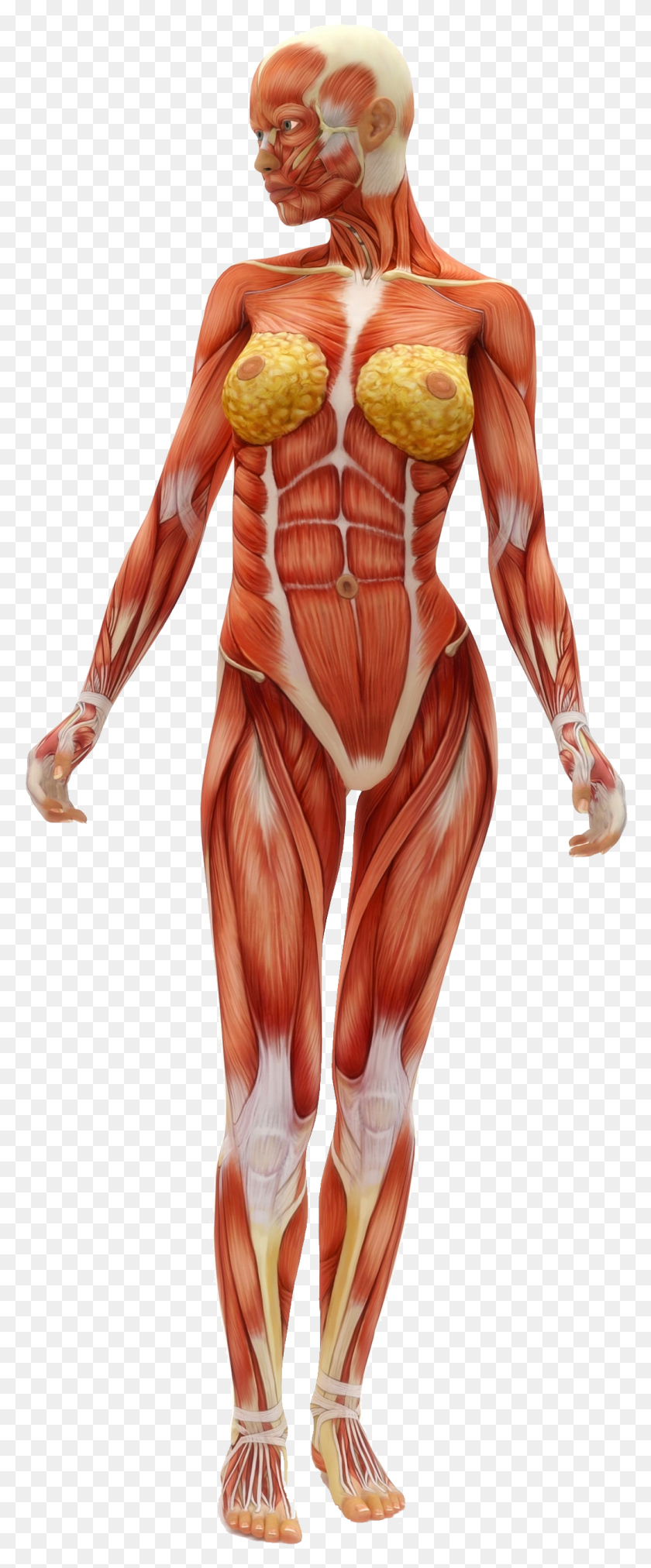 1047x2638 The Genius Of Flexibility Do Small Intestine Stretches Many Muscles Are In The Human Body, Person, Human, Veins HD PNG Download