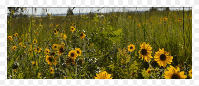 1101x431 The Glare Of The Rising Sun Jeered Its Greeting Across Sunflower, Plant, Flower, Vegetation HD PNG Download