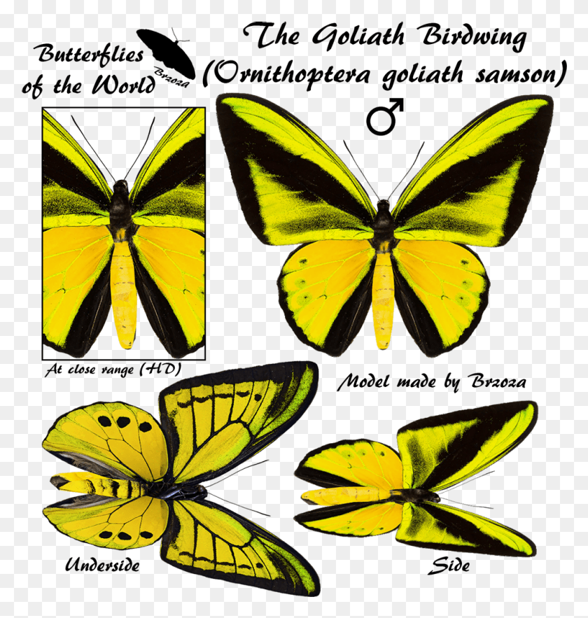 993x1048 El Goliath Birdwing Niepelt 1913 87.9 Fm, Mariposa, Insecto, Invertebrado Hd Png