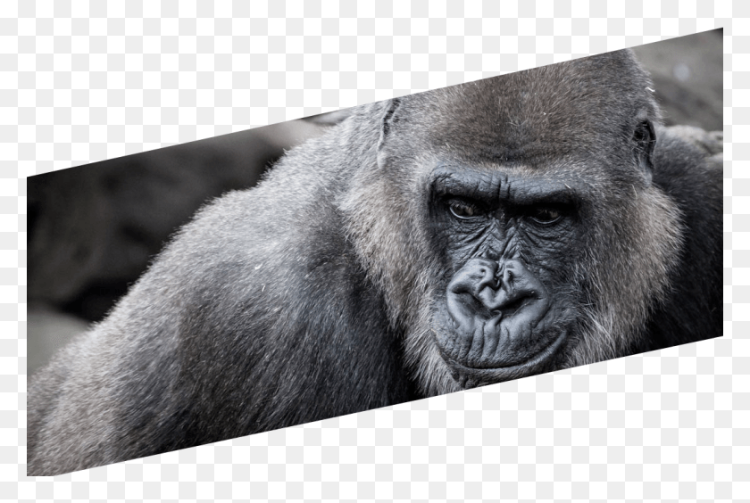 1100x711 The Gorilla Troop Western Lowland Gorilla, Wildlife, Mammal, Animal HD PNG Download