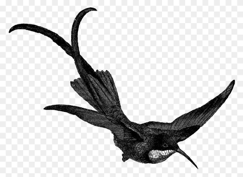 The Graphics Monarch, Silhouette, Person Transparent PNG