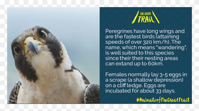 1200x630 The Great Trail Peregrine Falcon, Bird, Animal, Beak HD PNG Download