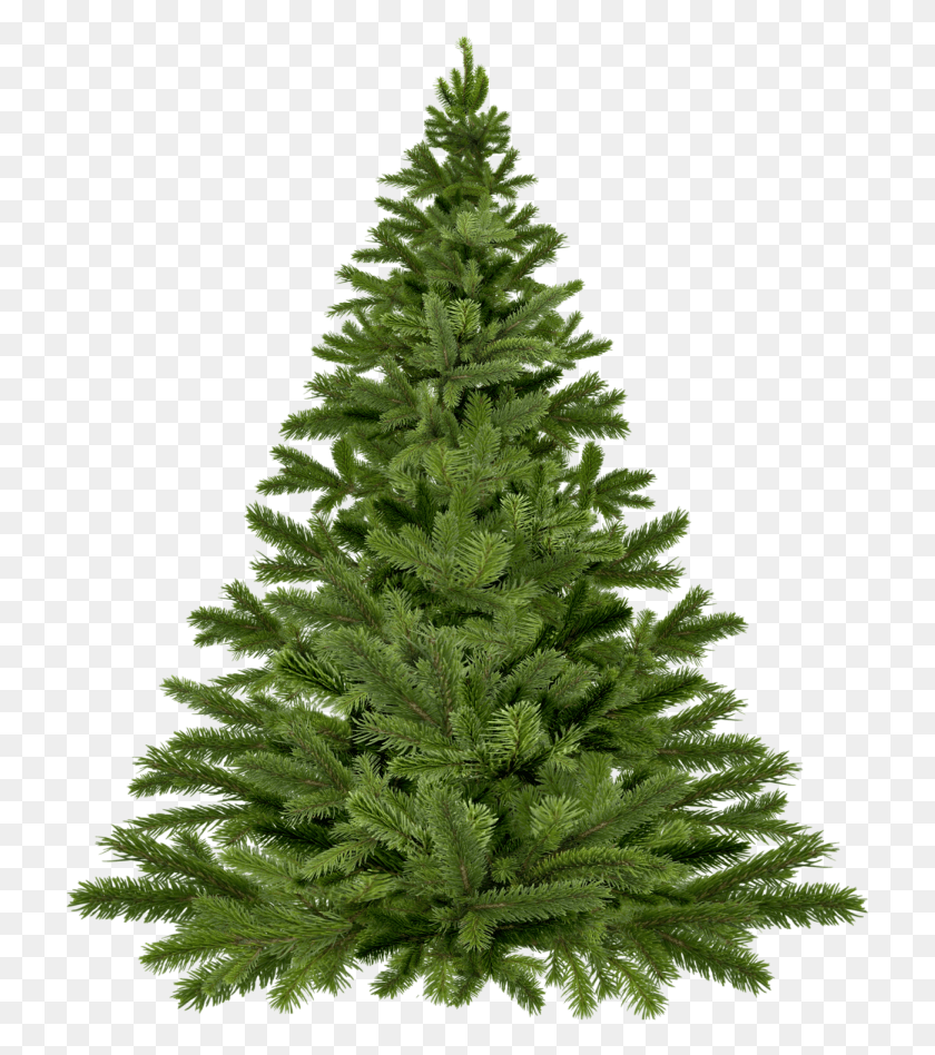 723x888 The Great Tree Debate Real Christmas Tree, Ornament, Plant, Pine Descargar Hd Png
