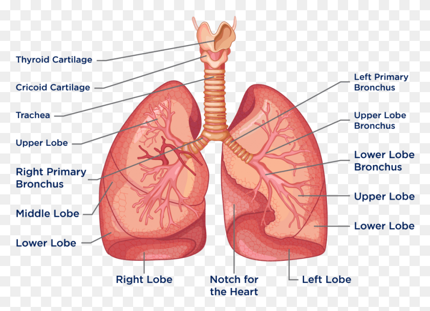 939x660 The Heart And Lungs Are Located In The Thorax Or Chest Heart And Lungs, Stomach, Torso HD PNG Download