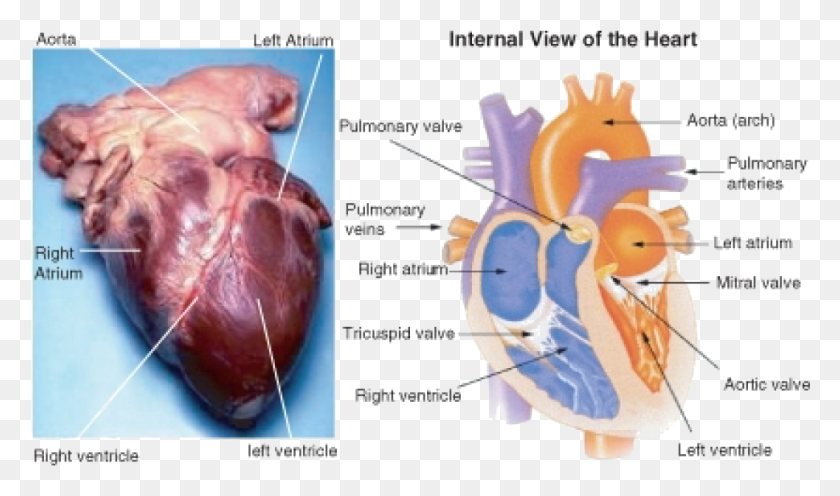 1057x592 The Heart Fat Tissue On Heart, Plot, Diagram, Heel HD PNG Download