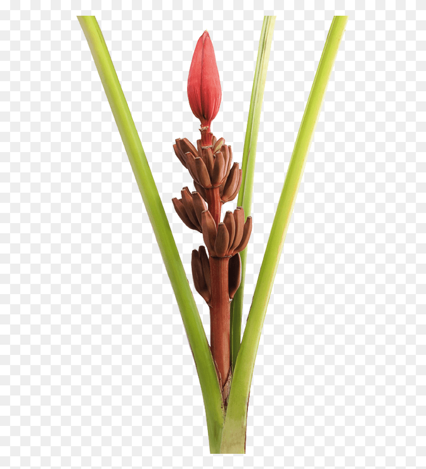 543x865 The History Of The Musaceae Family Crepe Ginger, Plant, Flower, Blossom HD PNG Download