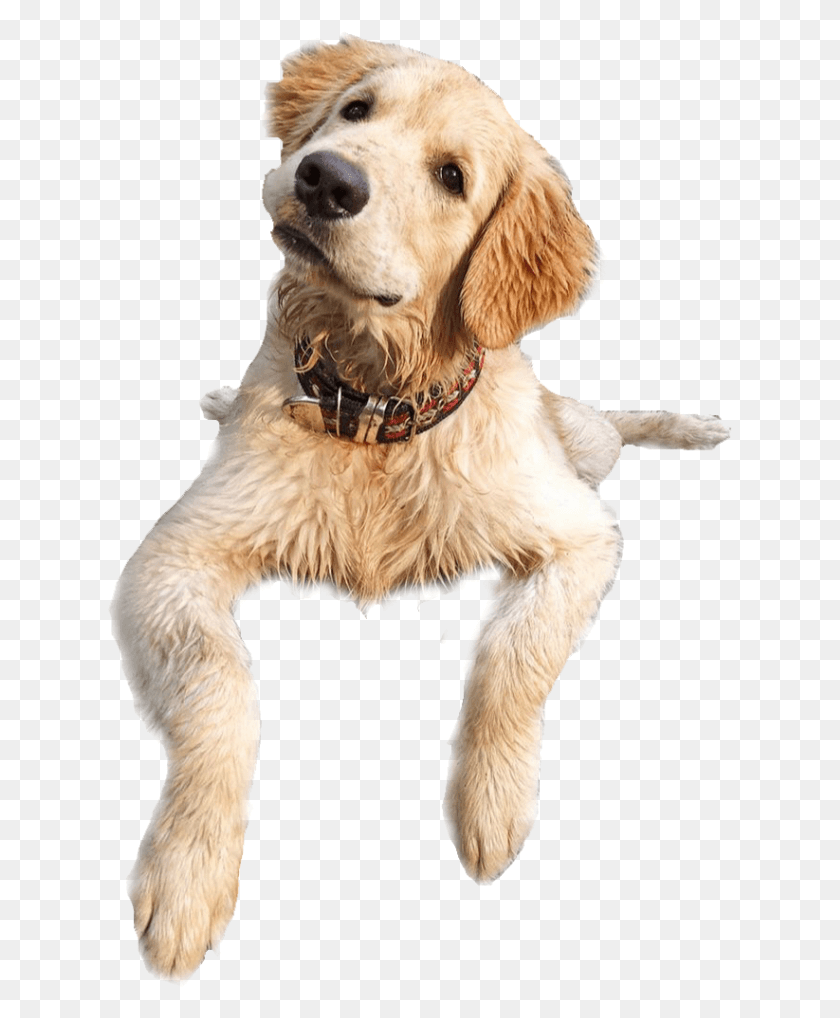 625x958 The Home Of The Not Human Beings Videos Dog Catches Something, Pet, Canine, Animal HD PNG Download