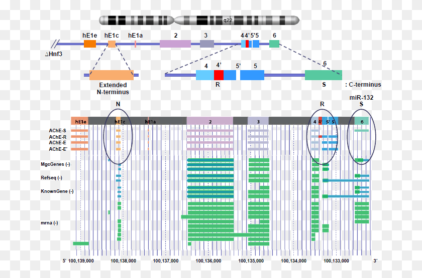 679x495 The Human Ache Gene Is Located At Q22 Of The Long Arm Acetylcholinesterase Gene, Electronics, Gate, Plot HD PNG Download