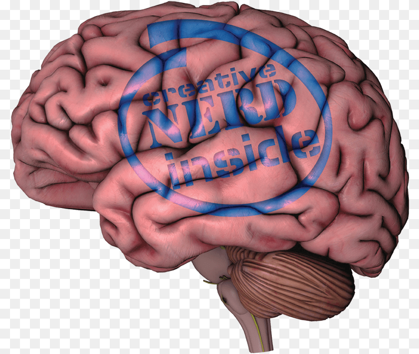 803x711 The Human Brain Brain On White Background, Baby, Person, Skin Transparent PNG