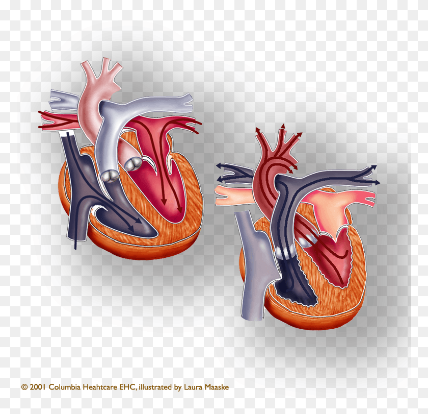 774x751 The Human Heart Has Four Chambers And Two Halves, Dragon, Text, Leisure Activities HD PNG Download