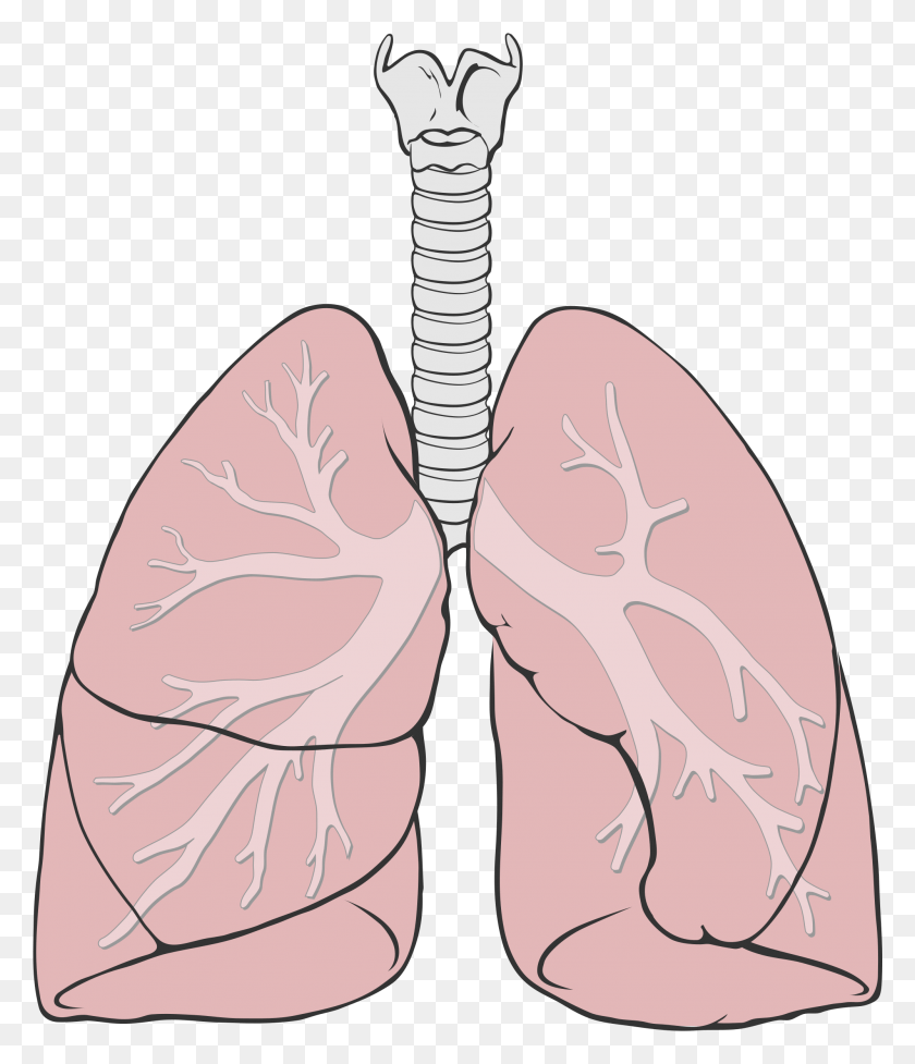 1999x2352 The Human Lungs Lungs Diagram, Clothing, Apparel, Footwear HD PNG Download