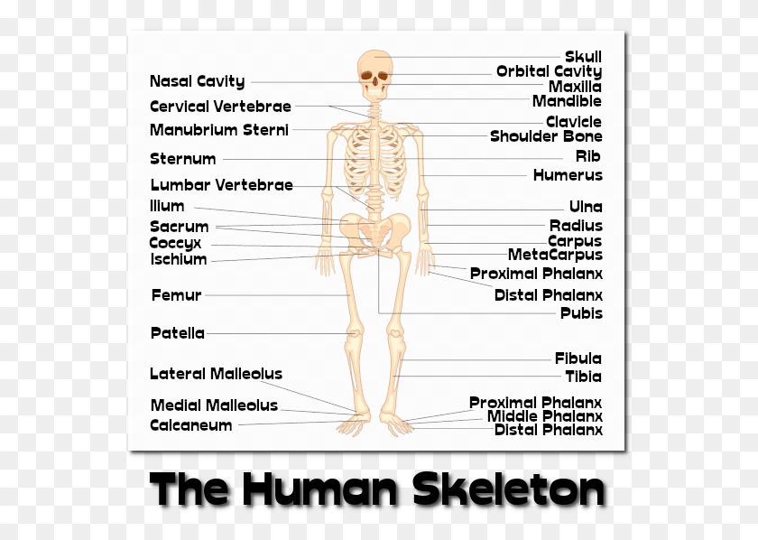 563x538 The Human Skeleton Skeleton, Text, Diagram, Label HD PNG Download