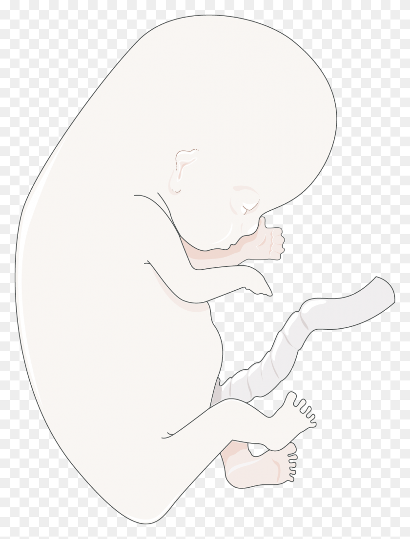 1009x1352 La Imagen De Ilustración, Bebé, Recién Nacido, Gateando Hd Png