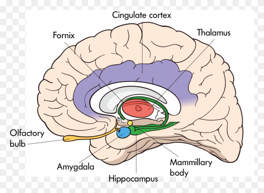 789x562 The Interior Of The Brain With Organelles Including Interior Of The Brain Hippocampus, Nature, Animal, Sea Life HD PNG Download
