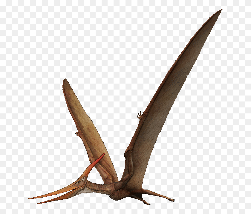 651x657 The Isle Wiki Pterodactyl, Plant, Flower, Blossom HD PNG Download