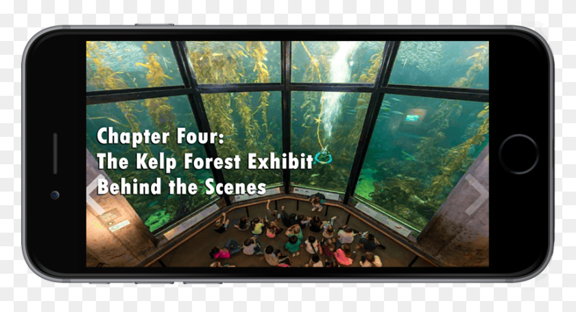 854x434 The Kelp Forest Ebook Daylighting, Water, Outdoors, Aquarium HD PNG Download