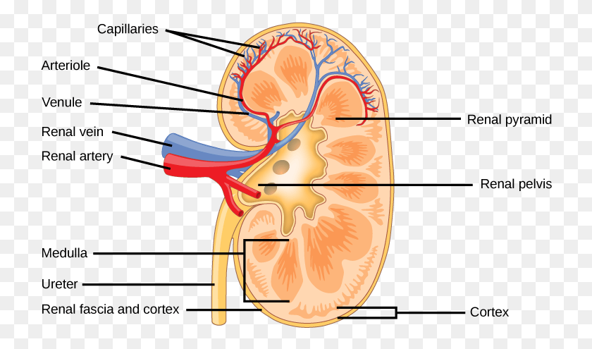 726x435 The Kidney Is Shaped Like A Kidney Bean Standing On Structure Of Mammalian Kidney, Ear, Grapefruit, Citrus Fruit HD PNG Download