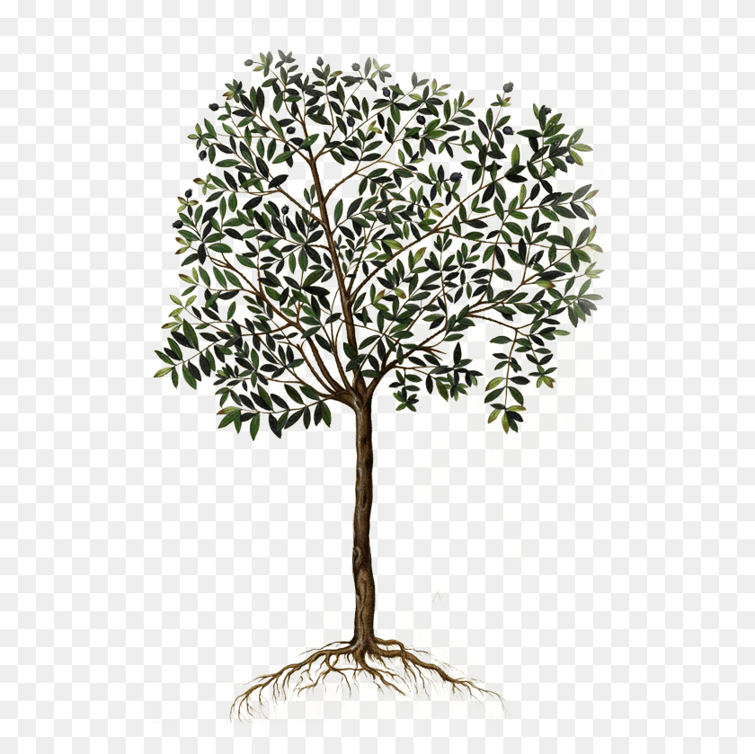 510x779 Оливковый Венок Котинос Оливковое Дерево Ботанический Рисунок, Растение, Лист Hd Png Скачать