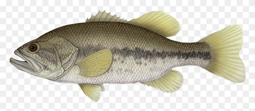 927x366 The Largemouth Bass Is Considered By Some To Be The, Fish, Animal, Perch HD PNG Download