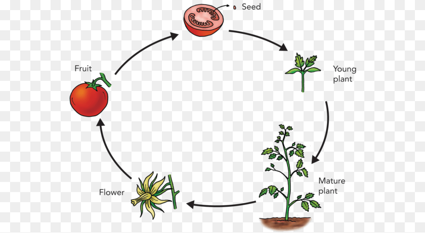 570x461 The Life Cycle Of A Tomato Plant Life Cycle Of A Plant, Food, Produce, Vegetable, Chandelier Transparent PNG